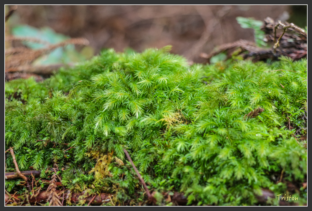 IMG_3469.jpg - 20160227 觀霧森林步道