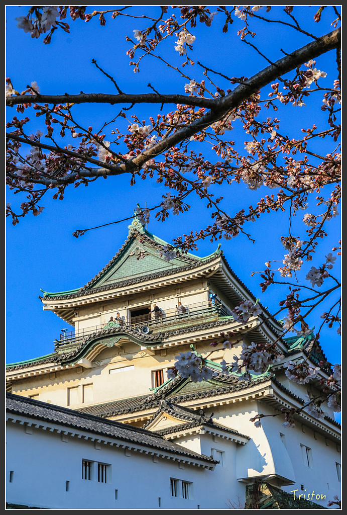 IMG_6023.jpg - 20160323 日本熊野古道健行