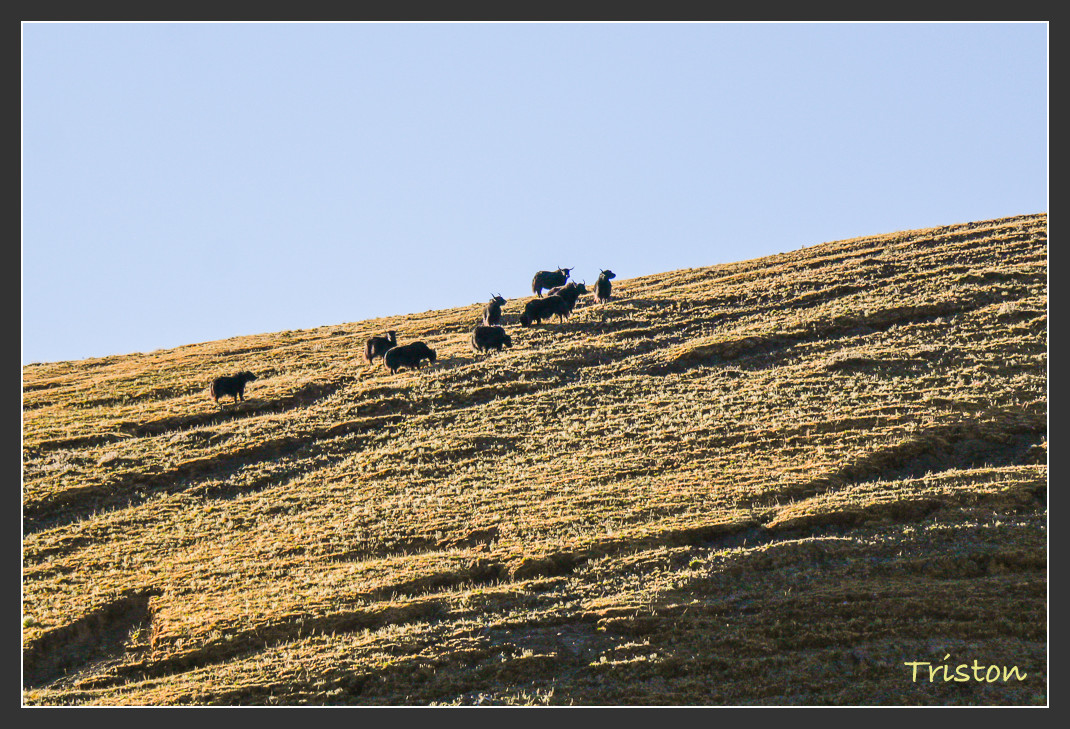 _MG_2400.jpg - 20161013 稻城亞丁