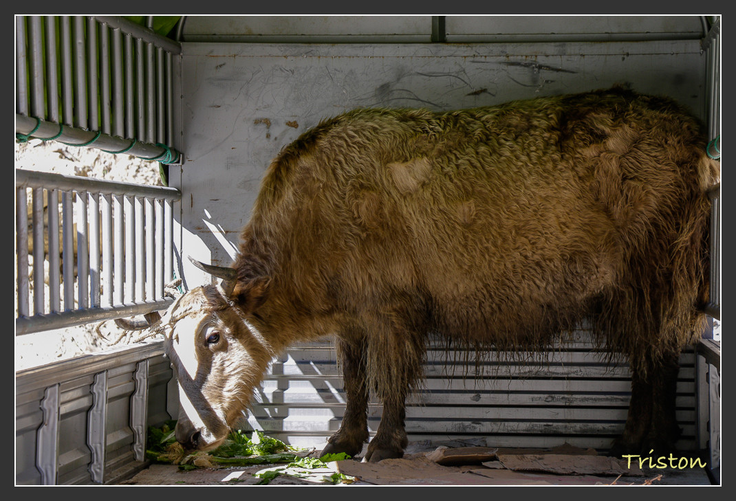_MG_0533.jpg - 20161013 稻城亞丁