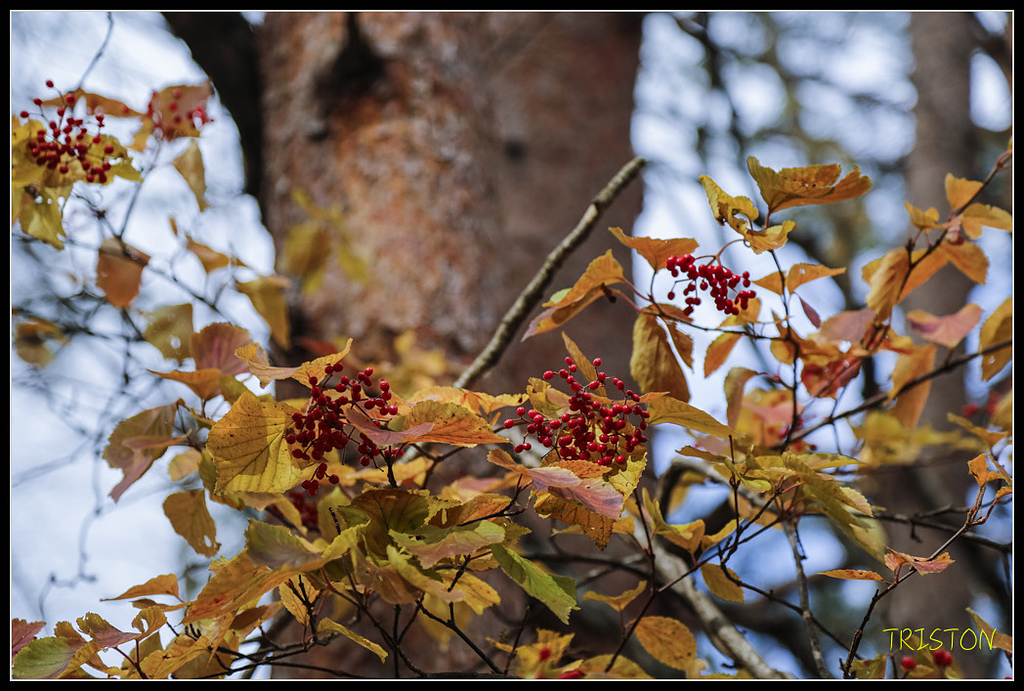 _H1A1215.jpg - 20171103 日本只見線、會津若松五色沼、昭和記念公園賞紅葉