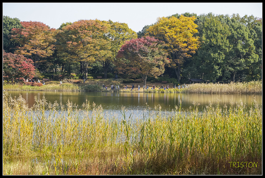 _H1A1644.jpg - 20171103 日本只見線、會津若松五色沼、昭和記念公園賞紅葉