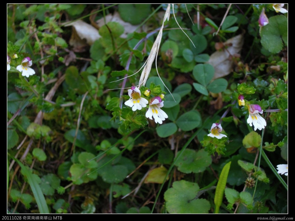 2011-10-30 10-45-05.jpg - 20111030 奇萊南峰南華山-2