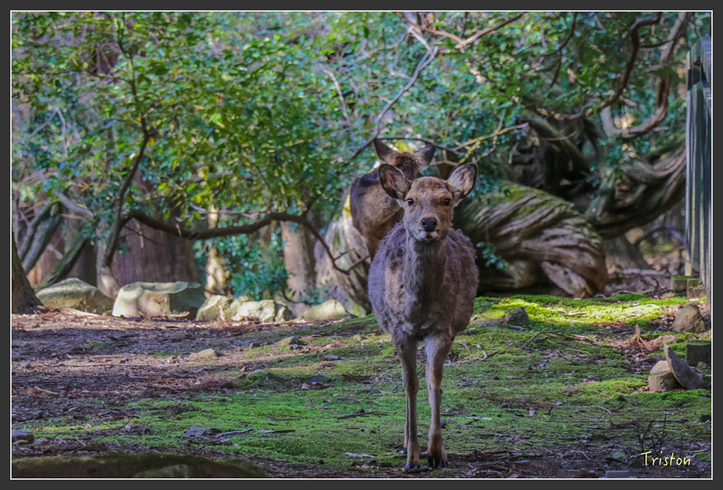 IMG_4111.jpg - 20160323 日本熊野古道健行