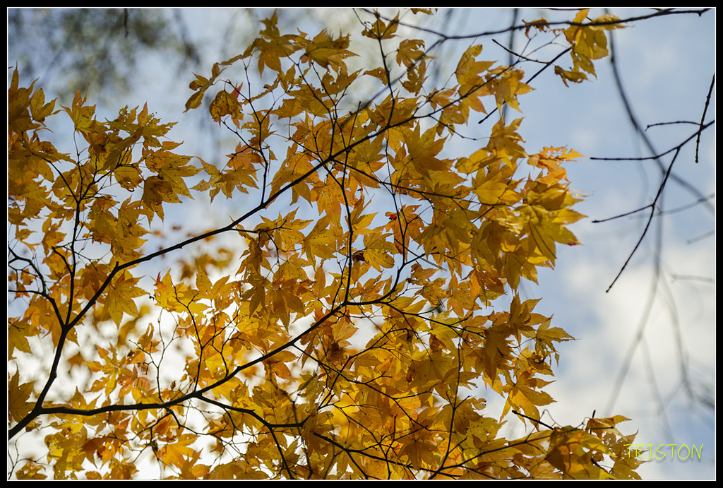_H1A1307.jpg - 20171103 日本只見線、會津若松五色沼、昭和記念公園賞紅葉