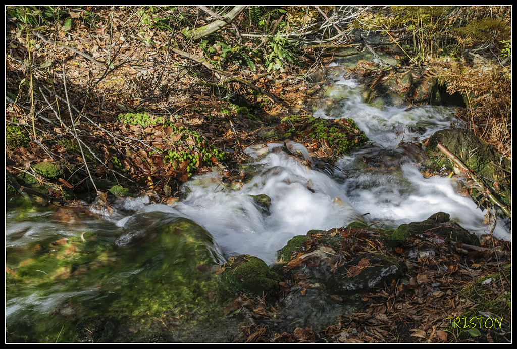 _H1A1308.jpg - 20171103 日本只見線、會津若松五色沼、昭和記念公園賞紅葉