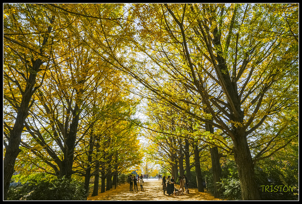 _H1A1661.jpg - 20171103 日本只見線、會津若松五色沼、昭和記念公園賞紅葉