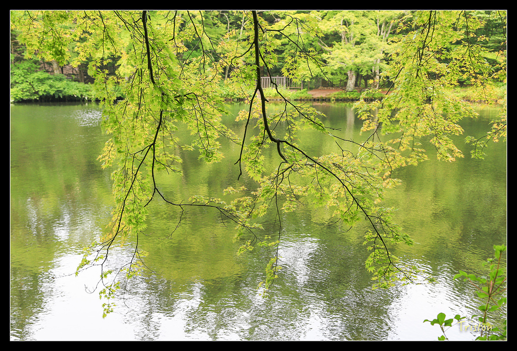 JH1A9492.jpg - 20150628 東京輕井澤日光