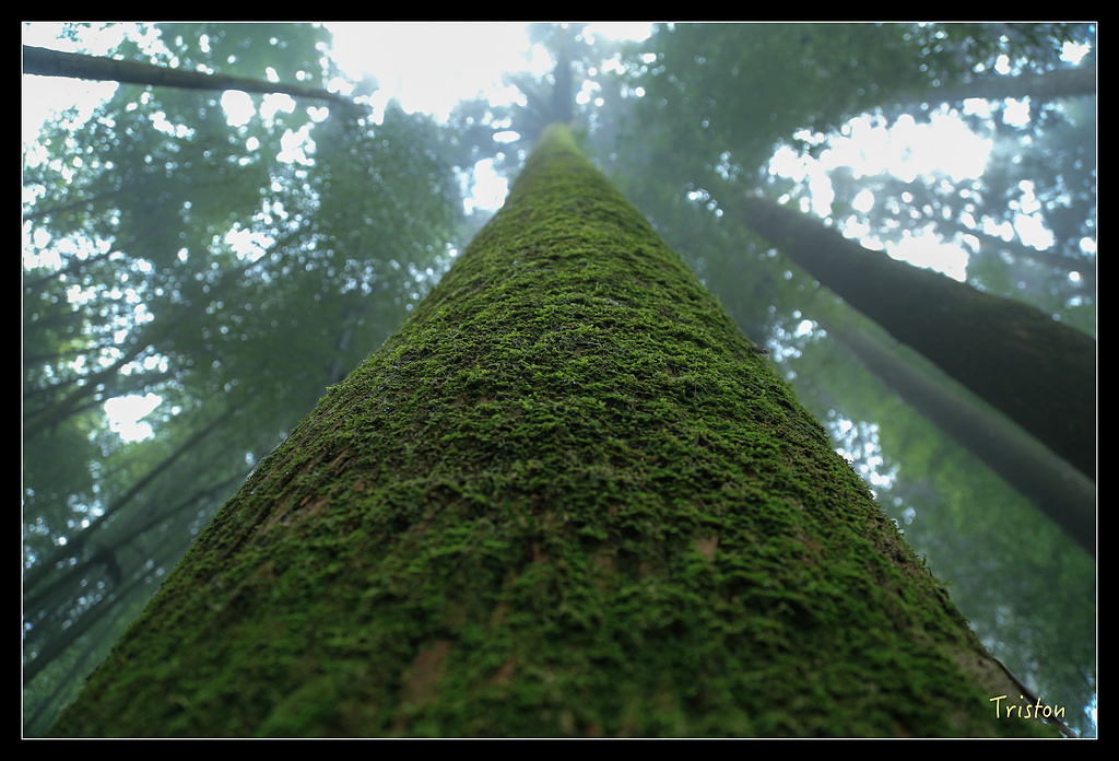 JH1A9772.jpg - 20150920 石棹,霧之道 茶之道 雲之道