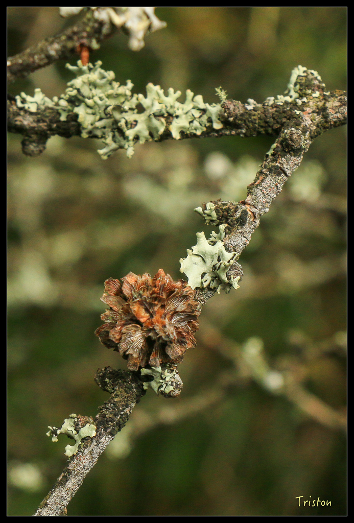IMG_8812.jpg - 20151017 郡大林道、望鄉山、郡大山