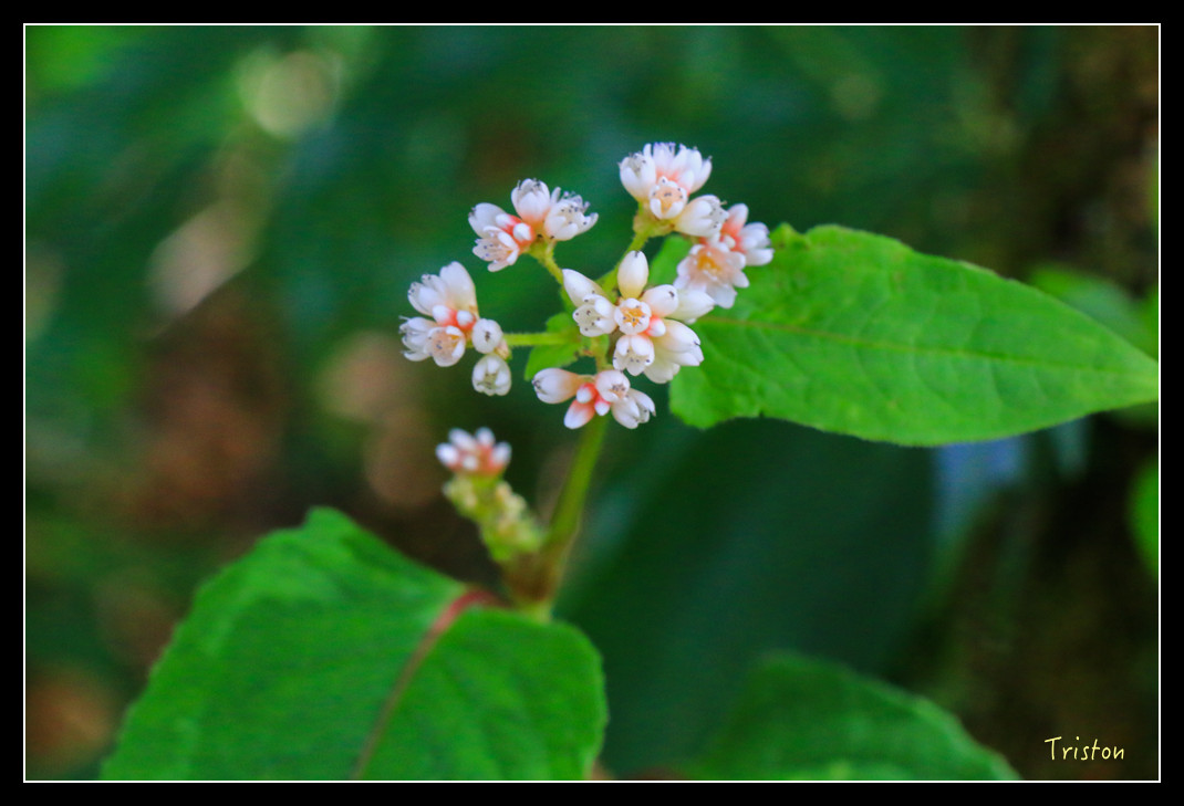 IMG_9336.jpg - 20151130 小笠原山、對高岳