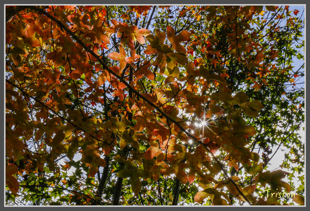 _MG_0415.jpg - 20161203 鎮西堡