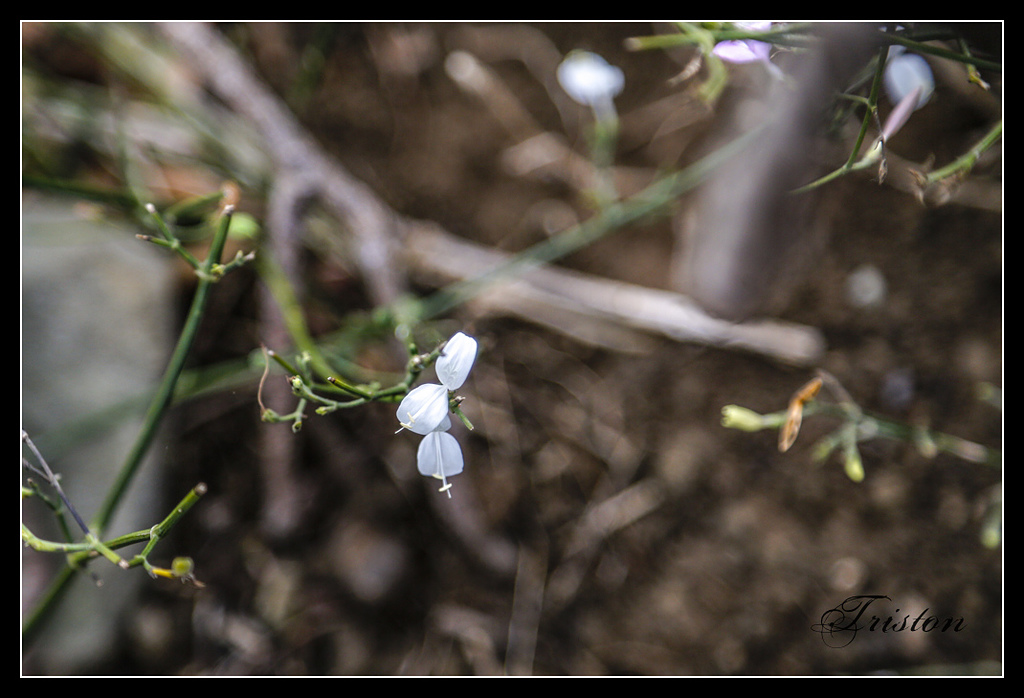 _H1A3273.jpg - 20170401 墾丁