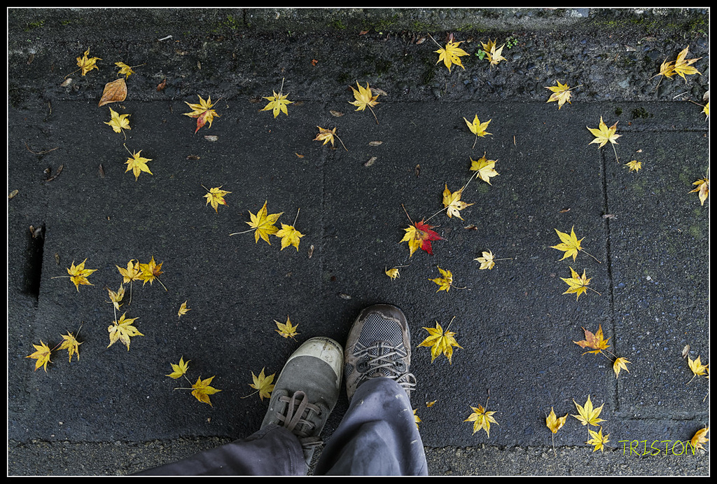 _H1A0682.jpg - 20171103 日本只見線、會津若松五色沼、昭和記念公園賞紅葉