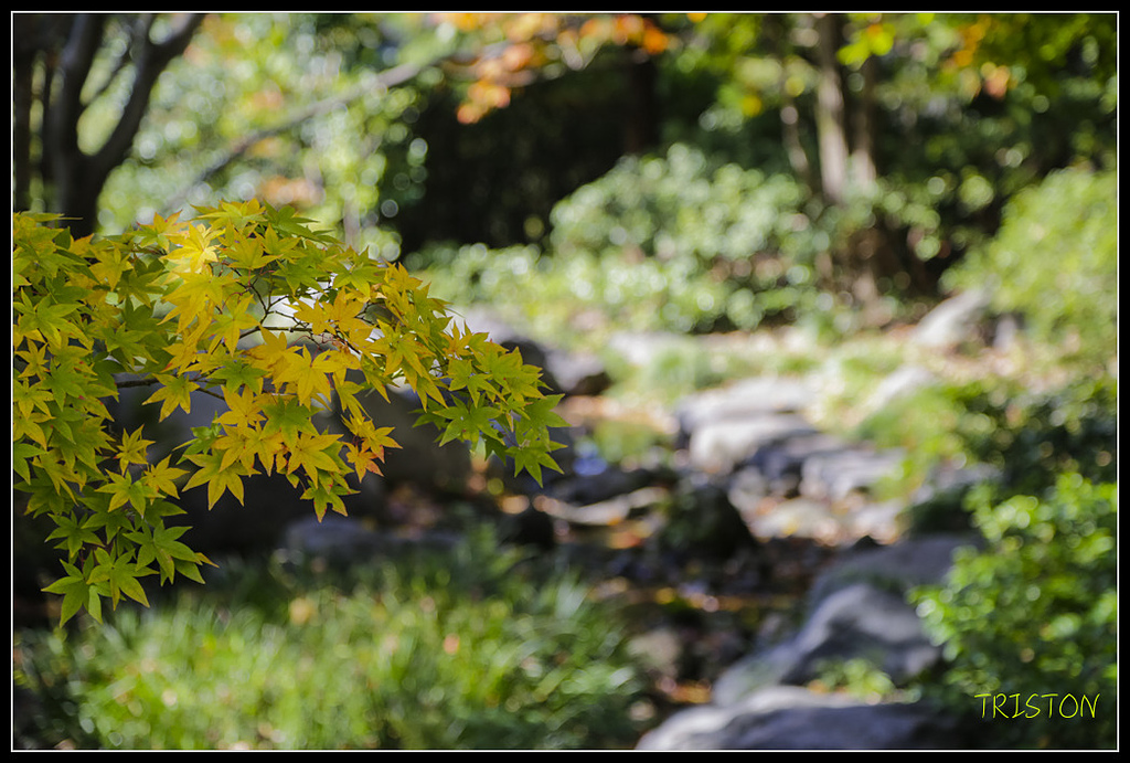 _H1A1705.jpg - 20171103 日本只見線、會津若松五色沼、昭和記念公園賞紅葉