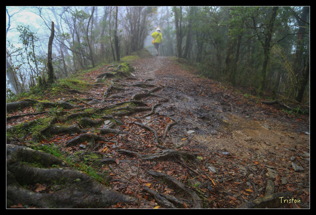 JH1A0188.jpg - 20151024~25 幾米公園、翠峰湖、翠峰山屋、望洋山步道、山毛櫸步道