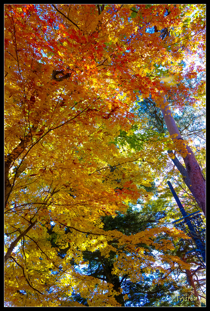 DSC00463.jpg - 20151031 秋天的童話-貴婦東京輕井澤紀行