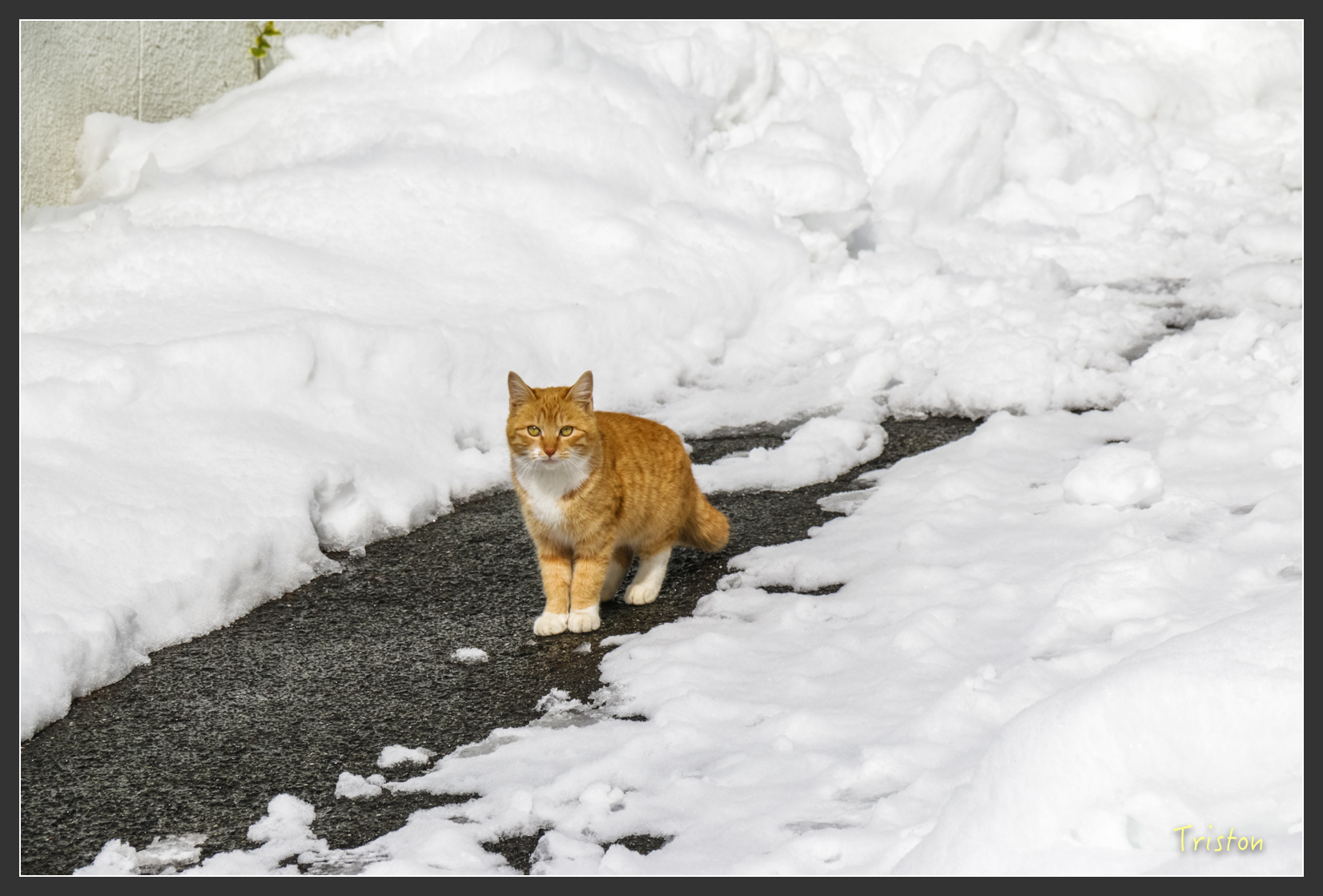 2016ZAO-00763.jpg - 20160131 日本藏王溫泉滑雪親子行