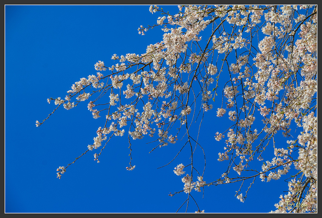 IMG_4891.jpg - 20160323 日本熊野古道健行