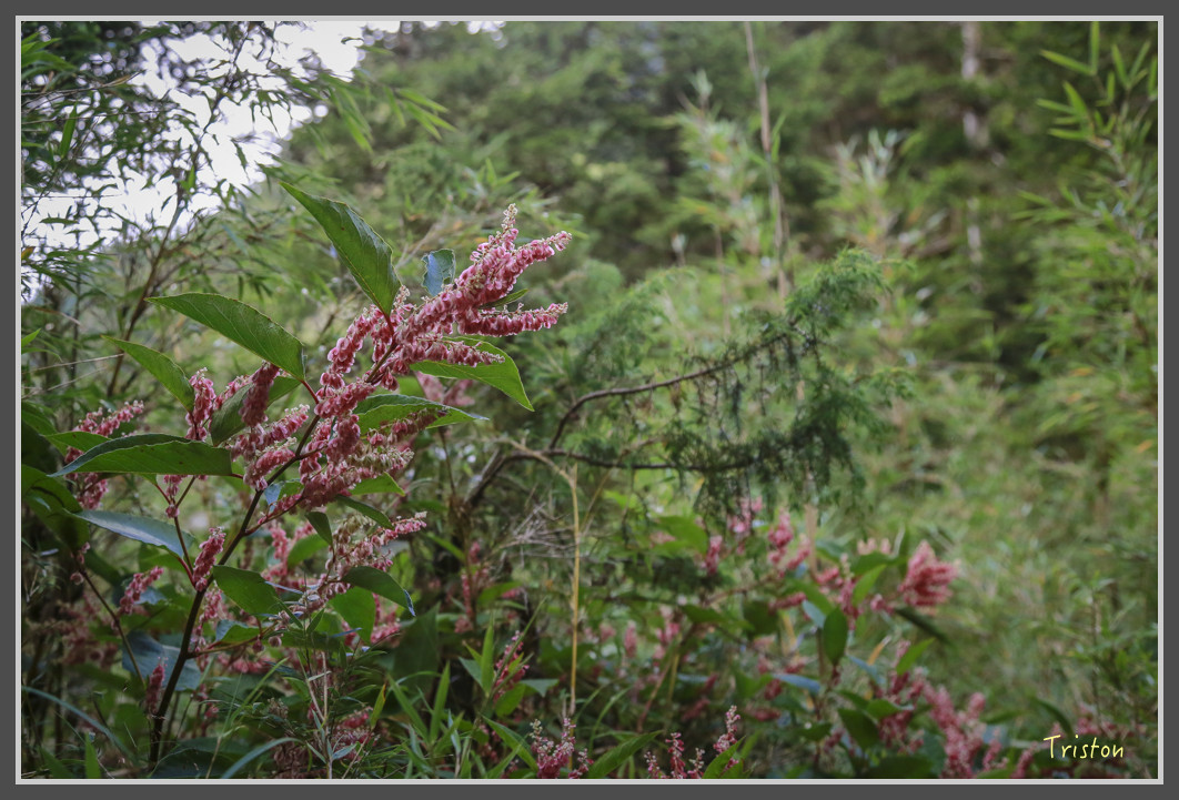 JH1A0189.jpg - 20160806 小奇萊步道、清境國小