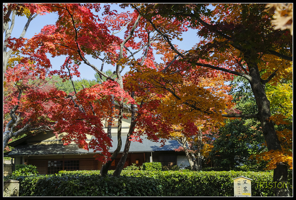 _H1A1708.jpg - 20171103 日本只見線、會津若松五色沼、昭和記念公園賞紅葉
