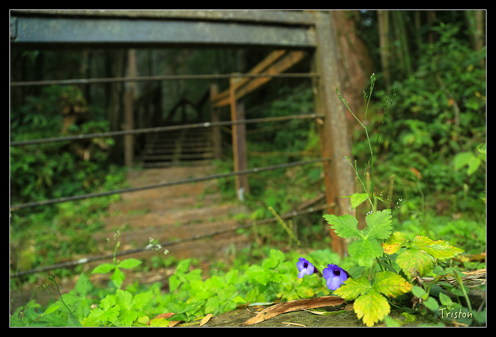 JH1A9795.jpg - 20150920 石棹,霧之道 茶之道 雲之道