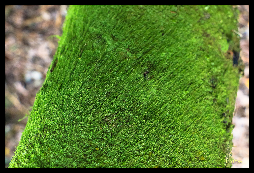 IMG_8352.jpg - 20150926 大凍山切霹靂山 抵龍雲山莊