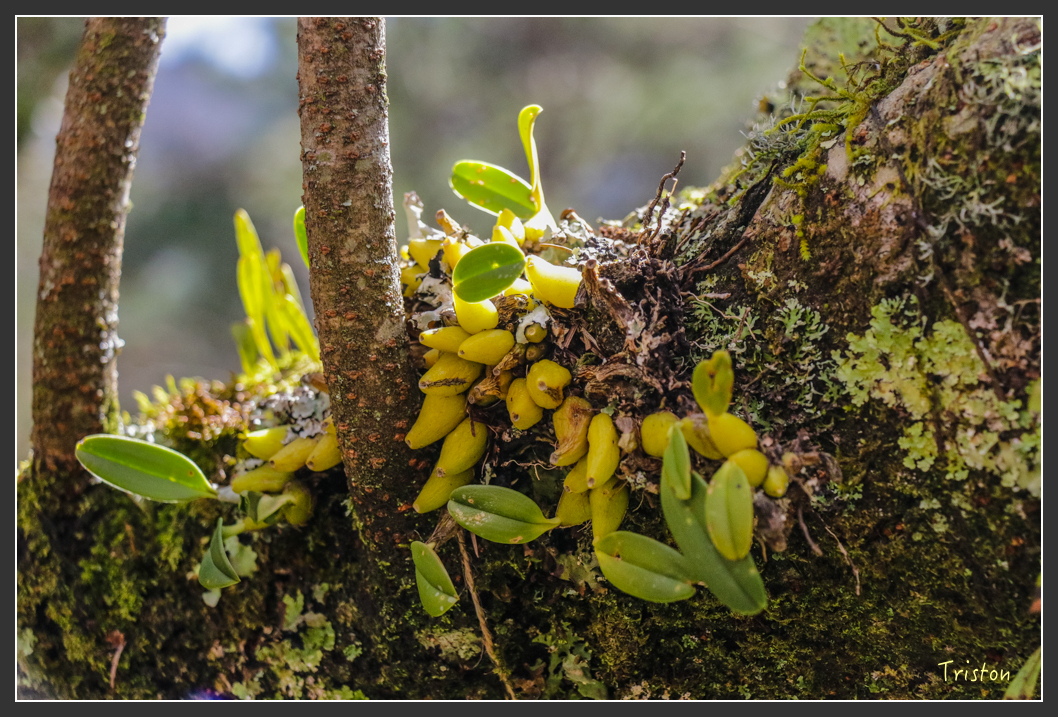 IMG_3352.jpg - 20160227 觀霧森林步道