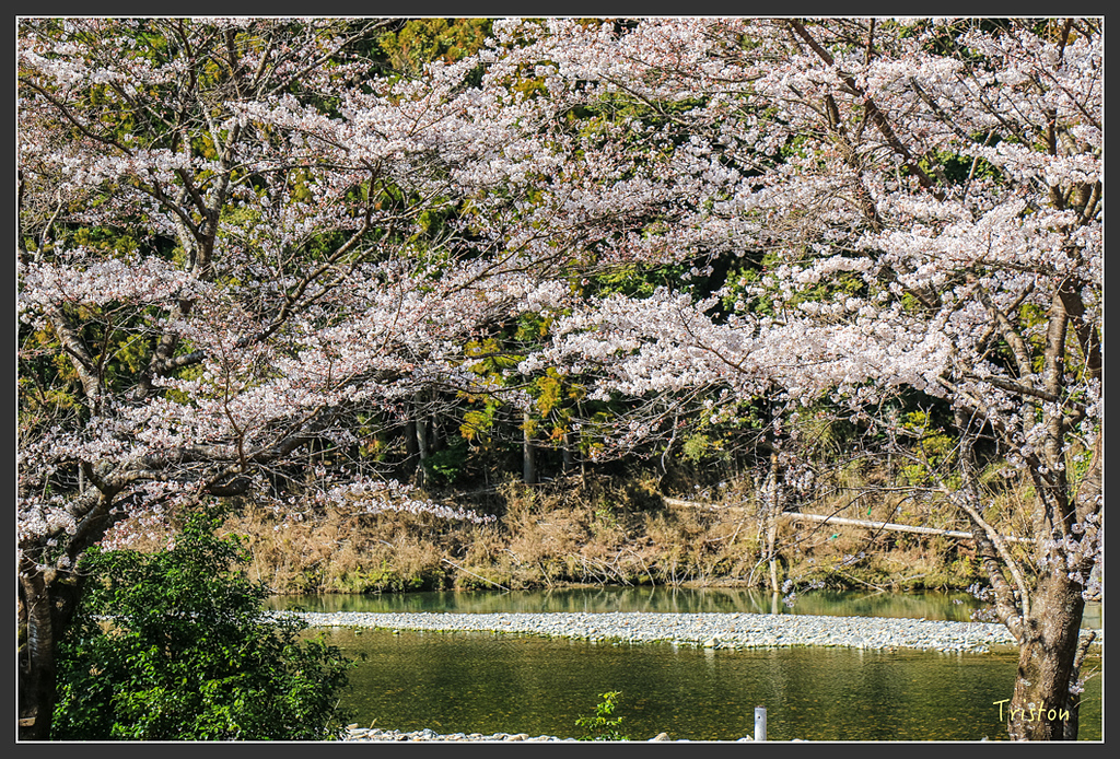 IMG_5225.jpg - 20160323 日本熊野古道健行