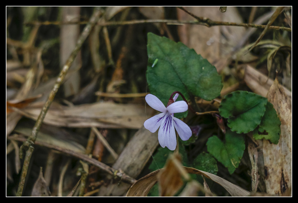 _MG_0016.jpg - 20170408 瑞太古道