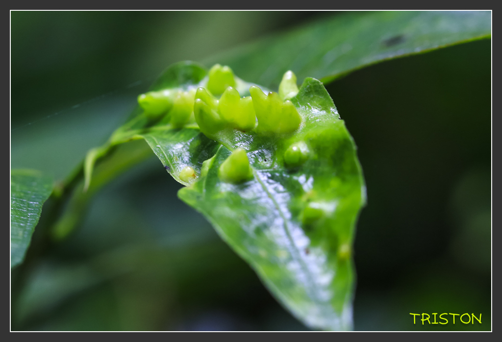_H1A6815.jpg - 20170904 獨立山步道生態