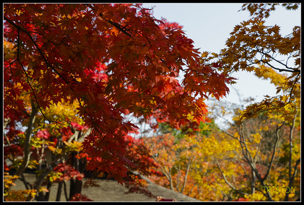 _H1A1711.jpg - 20171103 日本只見線、會津若松五色沼、昭和記念公園賞紅葉