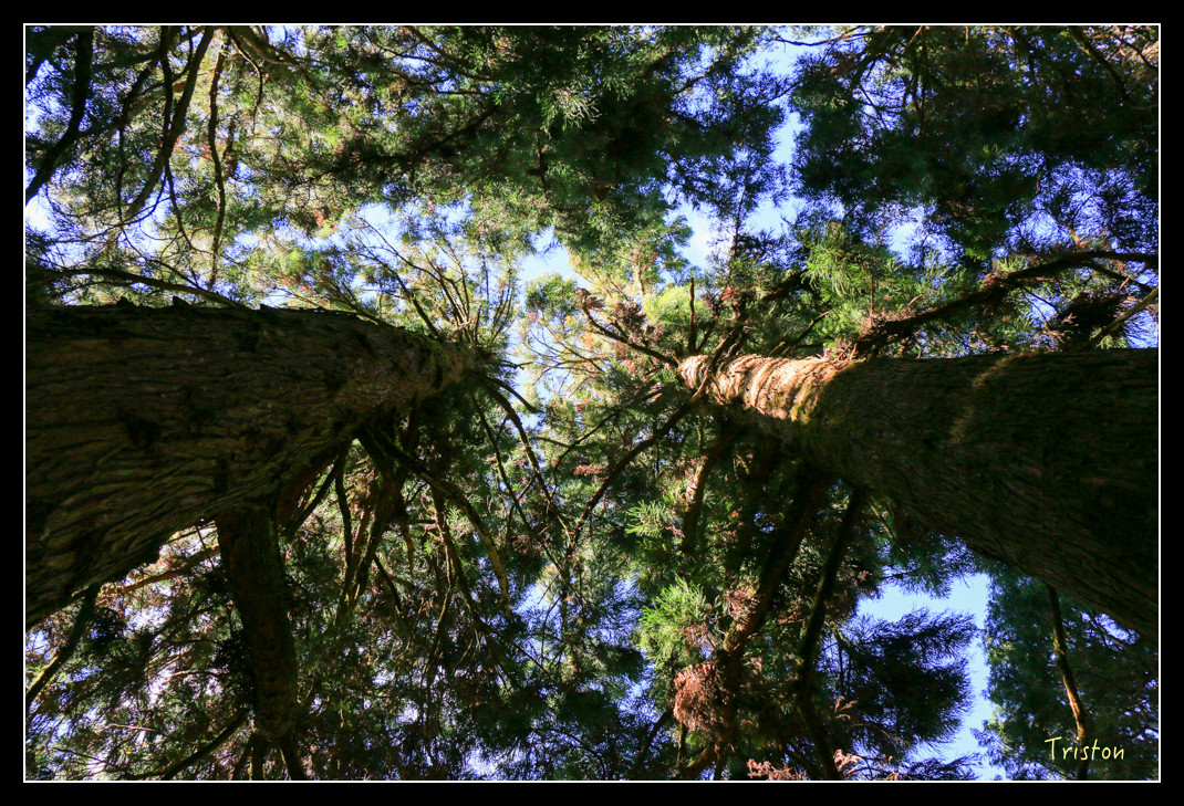 IMG_9205.jpg - 20151130 小笠原山、對高岳