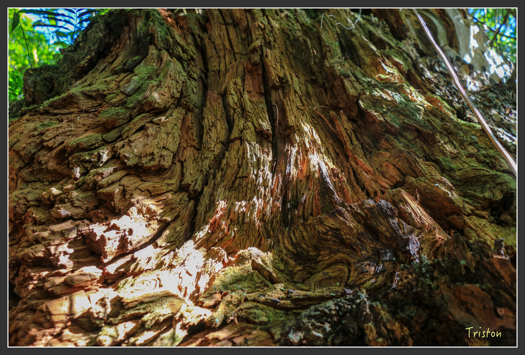 IMG_0605.jpg - 20151219 鳶嘴稍來山、小雪山林道