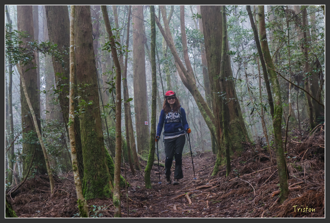 IMG_3471.jpg - 20160227 觀霧森林步道