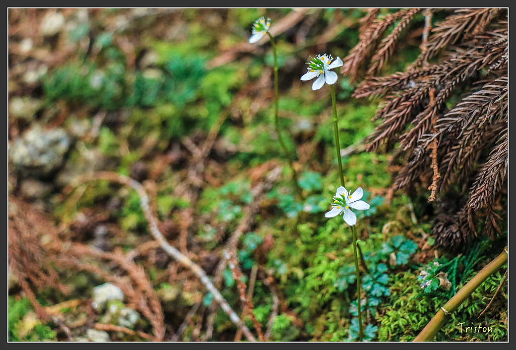 IMG_5416.jpg - 20160323 日本熊野古道健行