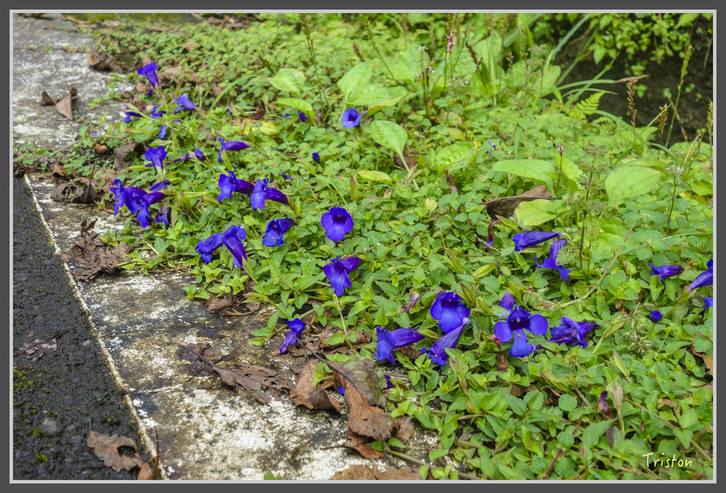 DSC00821.jpg - 20160924 溪頭台寅山