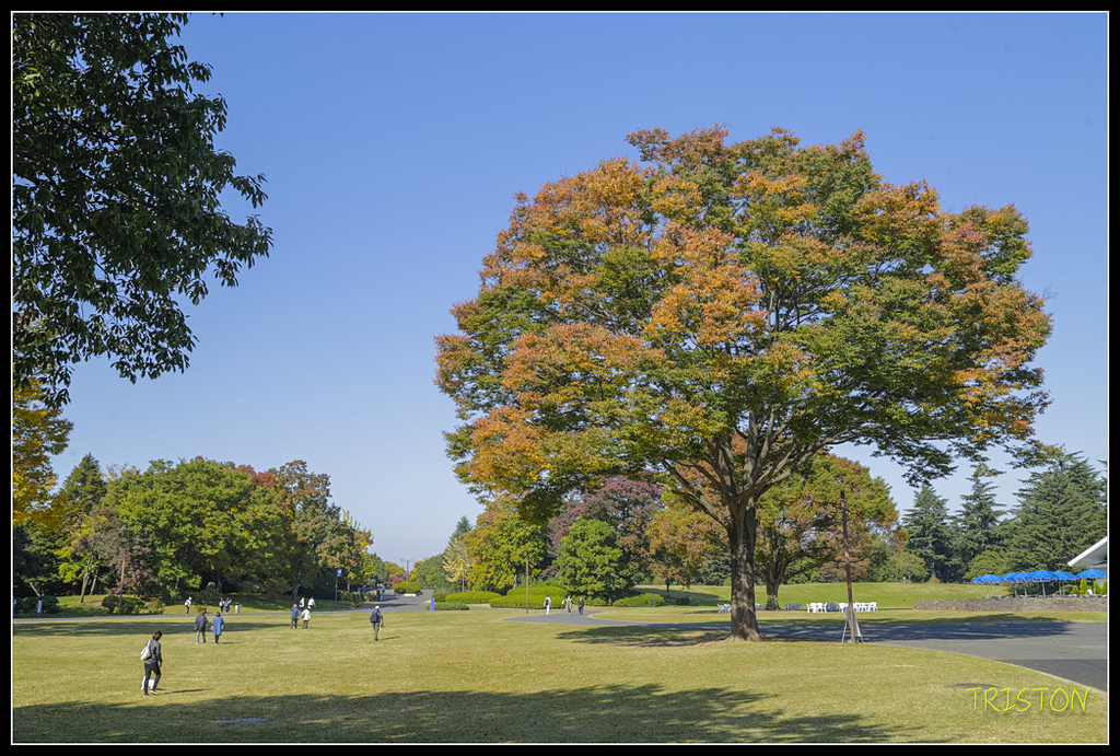 _H1A1610.jpg - 20171103 日本只見線、會津若松五色沼、昭和記念公園賞紅葉