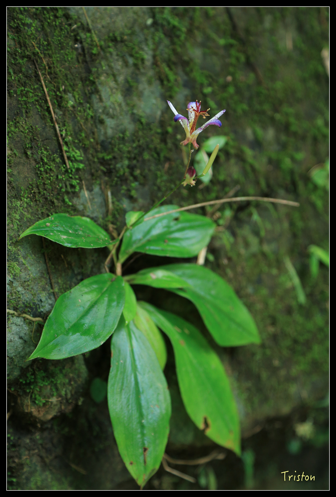 JH1A9875.jpg - 20151005 竹坑溪步道