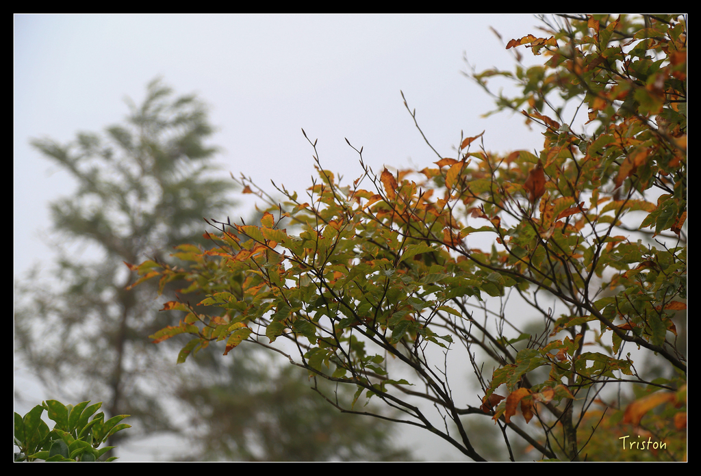 JH1A0210.jpg - 20151024~25 幾米公園、翠峰湖、翠峰山屋、望洋山步道、山毛櫸步道