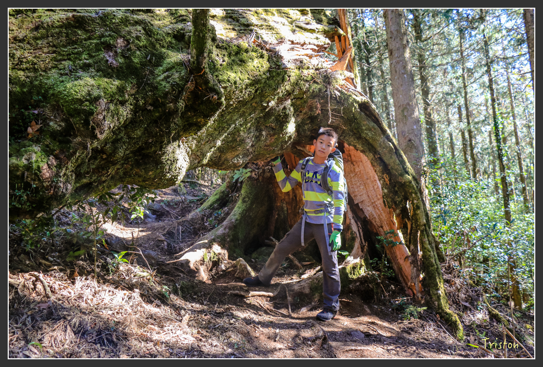 IMG_0609.jpg - 20151219 鳶嘴稍來山、小雪山林道