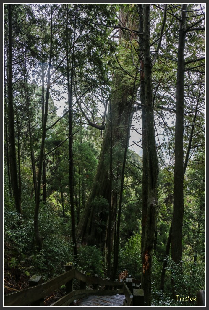 IMG_3269.jpg - 20160227 觀霧森林步道