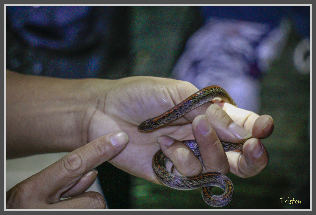 _MG_9368.jpg - 20160717 峰老師夜觀