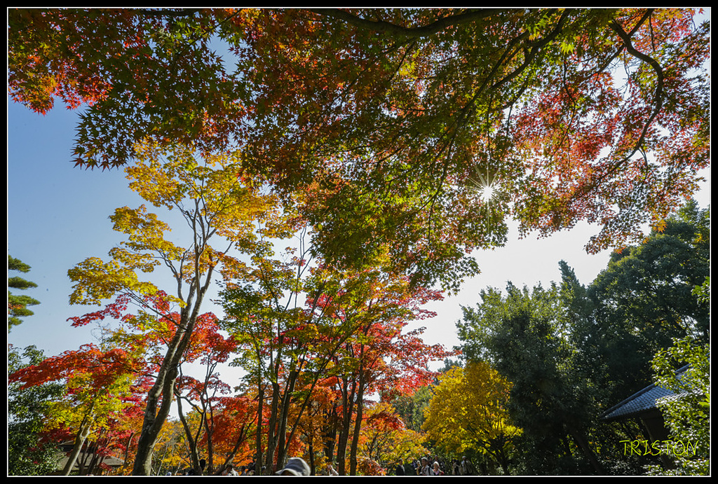 _H1A1719.jpg - 20171103 日本只見線、會津若松五色沼、昭和記念公園賞紅葉