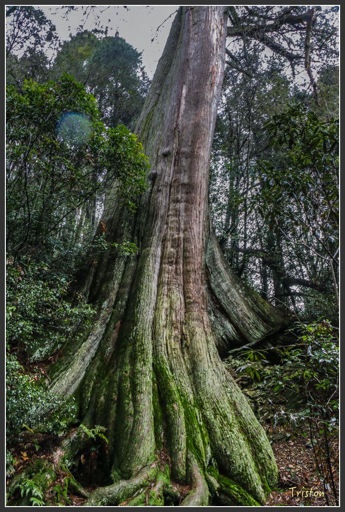 IMG_3271.jpg - 20160227 觀霧森林步道
