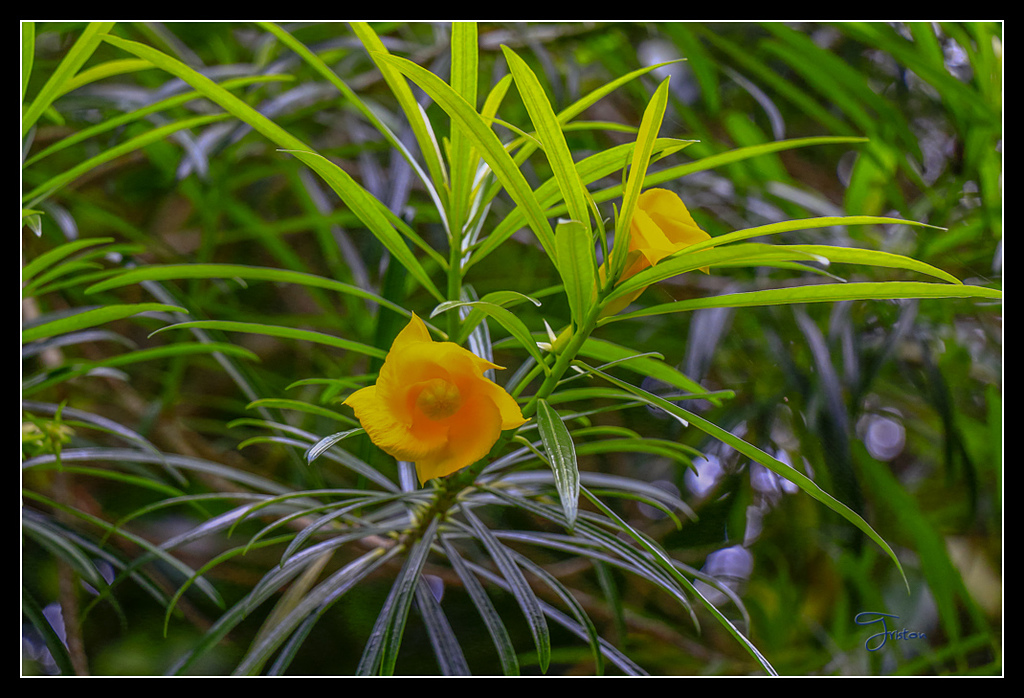 _MG_0020.jpg - 20170429 關仔嶺雞籠山