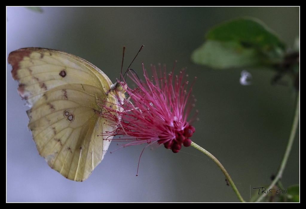 _MG_0355.jpg - 20170618 新化後山昆蟲微距