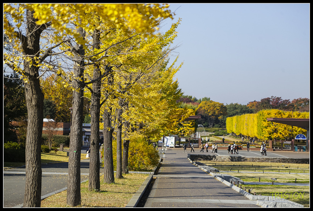 _H1A1546.jpg - 20171103 日本只見線、會津若松五色沼、昭和記念公園賞紅葉
