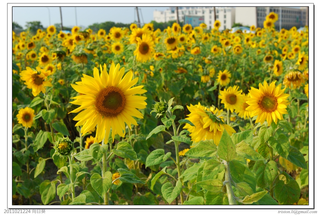 20110224 台糖向日葵:DSC_7078.jpg