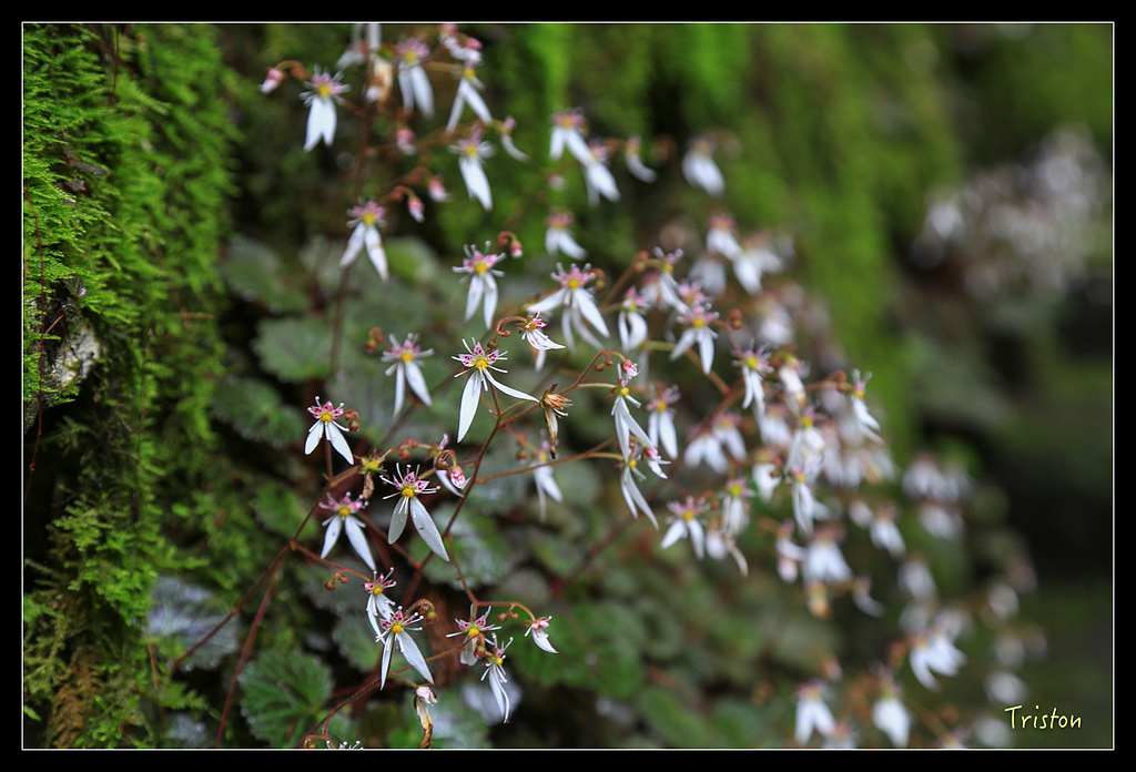 JH1A9934.jpg - 20150628 東京輕井澤日光